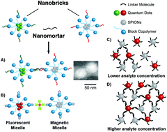Graphical abstract: Biomolecular detection, tracking, and manipulation using a magnetic nanoparticle-quantum dot platform