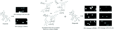 Graphical abstract: Kaempferol derivatives isolated from Lens culinaris Medik. reduce DNA damage induced by etoposide in peripheral blood mononuclear cells