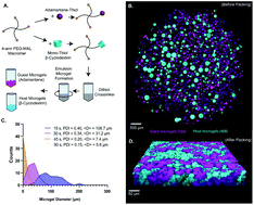 Graphical abstract: Guest–host interlinked PEG-MAL granular hydrogels as an engineered cellular microenvironment