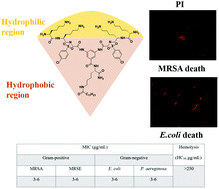 Graphical abstract: Dimeric lipo-α/sulfono-γ-AA hybrid peptides as broad-spectrum antibiotic agents