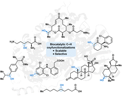 Graphical abstract: Scalable biocatalytic C–H oxyfunctionalization reactions