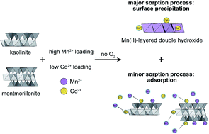 Graphical abstract: Surface precipitation of Mn2+ on clay minerals enhances Cd2+ sorption under anoxic conditions