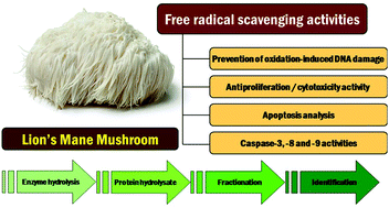 Graphical abstract: Peptides obtained from edible mushrooms: Hericium erinaceus offers the ability to scavenge free radicals and induce apoptosis in lung cancer cells in humans