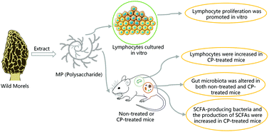 Graphical abstract: Effects of polysaccharides from wild morels on immune response and gut microbiota composition in non-treated and cyclophosphamide-treated mice