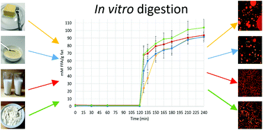 Graphical abstract: Influence of type of dairy matrix micro- and macrostructure on in vitro lipid digestion