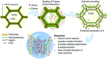 Graphical abstract: Understanding the in situ state of lignocellulosic biomass during ionic liquids-based engineering of renewable materials and chemicals