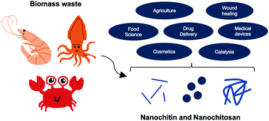 Graphical abstract: Chitin and chitosan on the nanoscale