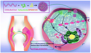 Graphical abstract: A biopolymer-based and inflammation-responsive nanodrug for rheumatoid arthritis treatment via inhibiting JAK-STAT and JNK signalling pathways