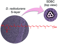 Graphical abstract: Photophysics of deinoxanthin, the keto-carotenoid bound to the main S-layer unit of Deinococcus radiodurans