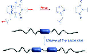 Graphical abstract: Mechanical activation of polymers containing two adjacent mechanophores