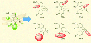 Graphical abstract: The present and future synthetic strategies of structural modifications of sinomenine