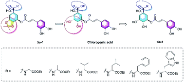 Graphical abstract: Amino acid ester-coupled caffeoylquinic acid derivatives as potential hypolipidemic agents: synthesis and biological evaluation