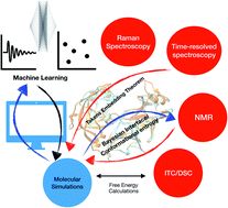 Graphical abstract: Pepsin-like aspartic proteases (PAPs) as model systems for combining biomolecular simulation with biophysical experiments