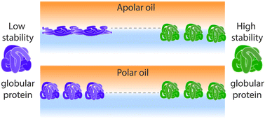 Graphical abstract: Globular protein assembly and network formation at fluid interfaces: effect of oil