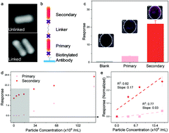 Graphical abstract: Simulation-directed amplifiable nanoparticle enhanced quantitative scattering assay under low magnification dark field microscopy