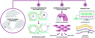 Graphical abstract: Bioreactivity of decellularized animal, plant, and fungal scaffolds: perspectives for medical applications