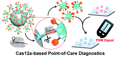 Graphical abstract: Installing CRISPR–Cas12a sensors in a portable glucose meter for point-of-care detection of analytes