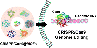 Graphical abstract: Nanoscale metal–organic frameworks for the intracellular delivery of CRISPR/Cas9 genome editing machinery