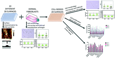 Graphical abstract: Cell morphology as a design parameter in the bioengineering of cell–biomaterial surface interactions