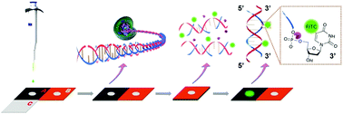 Graphical abstract: An origami paper-based analytical device for DNA damage analysis