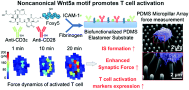 Graphical abstract: Surface presentation of the noncanonical Wnt5a motif to cytotoxic CD8+ T-cells promotes their mechanotransduction and activation