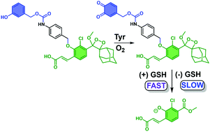 Graphical abstract: Turn on chemiluminescence-based probes for monitoring tyrosinase activity in conjunction with biological thiols