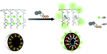 Graphical abstract: Pyridinium-conjugated polynorbornenes for nanomolar ATP sensing using an indicator displacement assay and a PET strategy