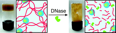 Graphical abstract: Deoxyribonucleic acid polymer nanoparticle hydrogels