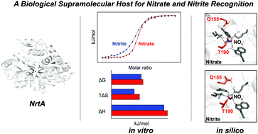 Graphical abstract: Biophysical and in silico characterization of NrtA: a protein-based host for aqueous nitrate and nitrite recognition