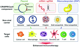Graphical abstract: Nanoparticle-based non-viral CRISPR delivery for enhanced immunotherapy