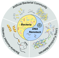 Graphical abstract: Engineering bacterial surface interactions using DNA as a programmable material