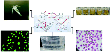 Graphical abstract: Hydrogels containing water soluble conjugates of silver(i) ions with amino acids, metabolites or natural products for non infectious contact lenses