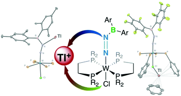 Graphical abstract: Dinitrogen-derived (diarylboryl)diazenido complexes with differing coordination to the thallium cation