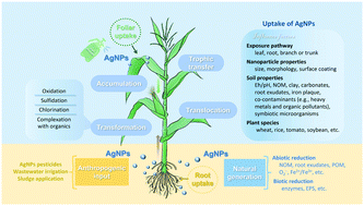 Graphical abstract: Uptake, translocation, and transformation of silver nanoparticles in plants