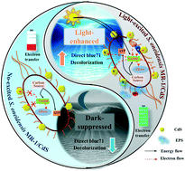 Graphical abstract: A light-switch for efficient decolorization of azo dye wastewater based on bacteria–semiconductor interaction