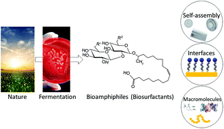 Graphical abstract: Self-assembly, interfacial properties, interactions with macromolecules and molecular modelling and simulation of microbial bio-based amphiphiles (biosurfactants). A tutorial review