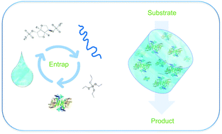 Graphical abstract: Enzyme entrapment, biocatalyst immobilization without covalent attachment