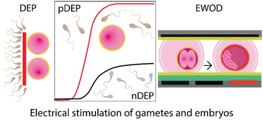 Graphical abstract: Electrically-driven handling of gametes and embryos: taking a step towards the future of ARTs