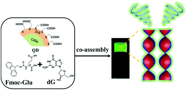Graphical abstract: Competitive induction of circularly polarized luminescence of CdSe/ZnS quantum dots in a nucleotide–amino acid hydrogel