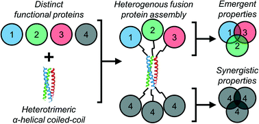 Graphical abstract: Heterogeneous protein co-assemblies with tunable functional domain stoichiometry