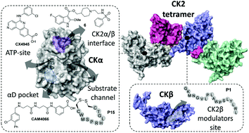 Graphical abstract: Chemical probes targeting the kinase CK2: a journey outside the catalytic box