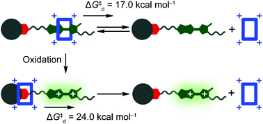 Graphical abstract: Quantifying the barrier for the movement of cyclobis(paraquat-p-phenylene) over the dication of monopyrrolotetrathiafulvalene