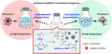 Graphical abstract: Effect of heterogeneous and homogeneous polymerisation on the structure of pNIPAm nanogels