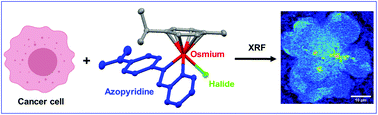 Graphical abstract: Elemental mapping of half-sandwich azopyridine osmium arene complexes in cancer cells