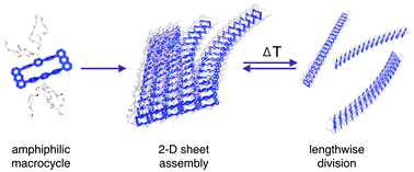 Graphical abstract: Self-division of 2-D sheets in aromatic macrocycle assembly
