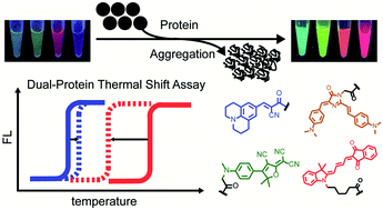 Graphical abstract: Quantitative interrogation of protein co-aggregation using multi-color fluorogenic protein aggregation sensors