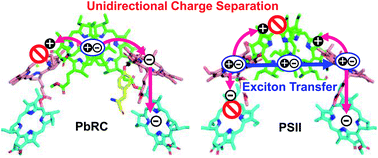 Graphical abstract: The origin of unidirectional charge separation in photosynthetic reaction centers: nonadiabatic quantum dynamics of exciton and charge in pigment–protein complexes