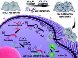 Graphical abstract: MnO2 nanosheets as a carrier and accelerator for improved live-cell biosensing application of CRISPR/Cas12a