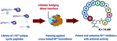 Graphical abstract: Antiviral cyclic peptides targeting the main protease of SARS-CoV-2