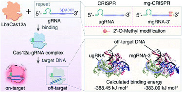 Graphical abstract: 2′-O-Methyl modified guide RNA promotes the single nucleotide polymorphism (SNP) discrimination ability of CRISPR–Cas12a systems